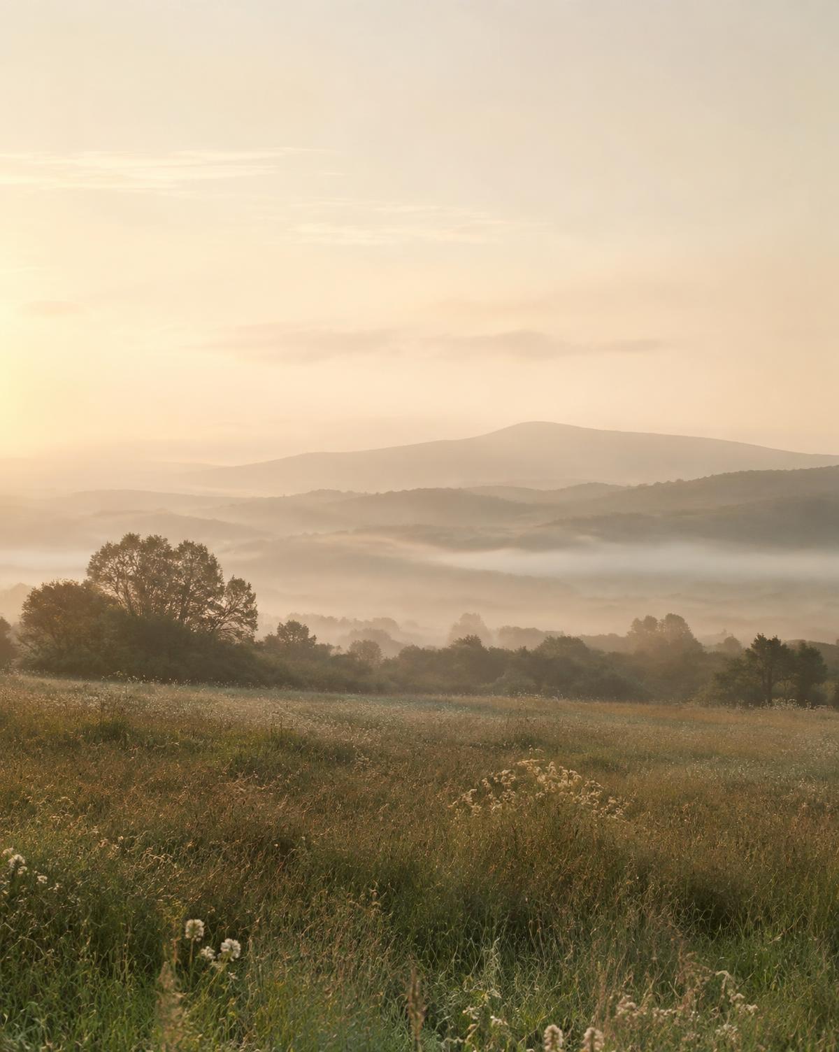 Soft golden light over a quiet meadow and misty distant hills